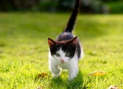 开云体育中国-西决生死战焦点战启示录，摩纳哥式压制如何破解澳大利亚篮球体系