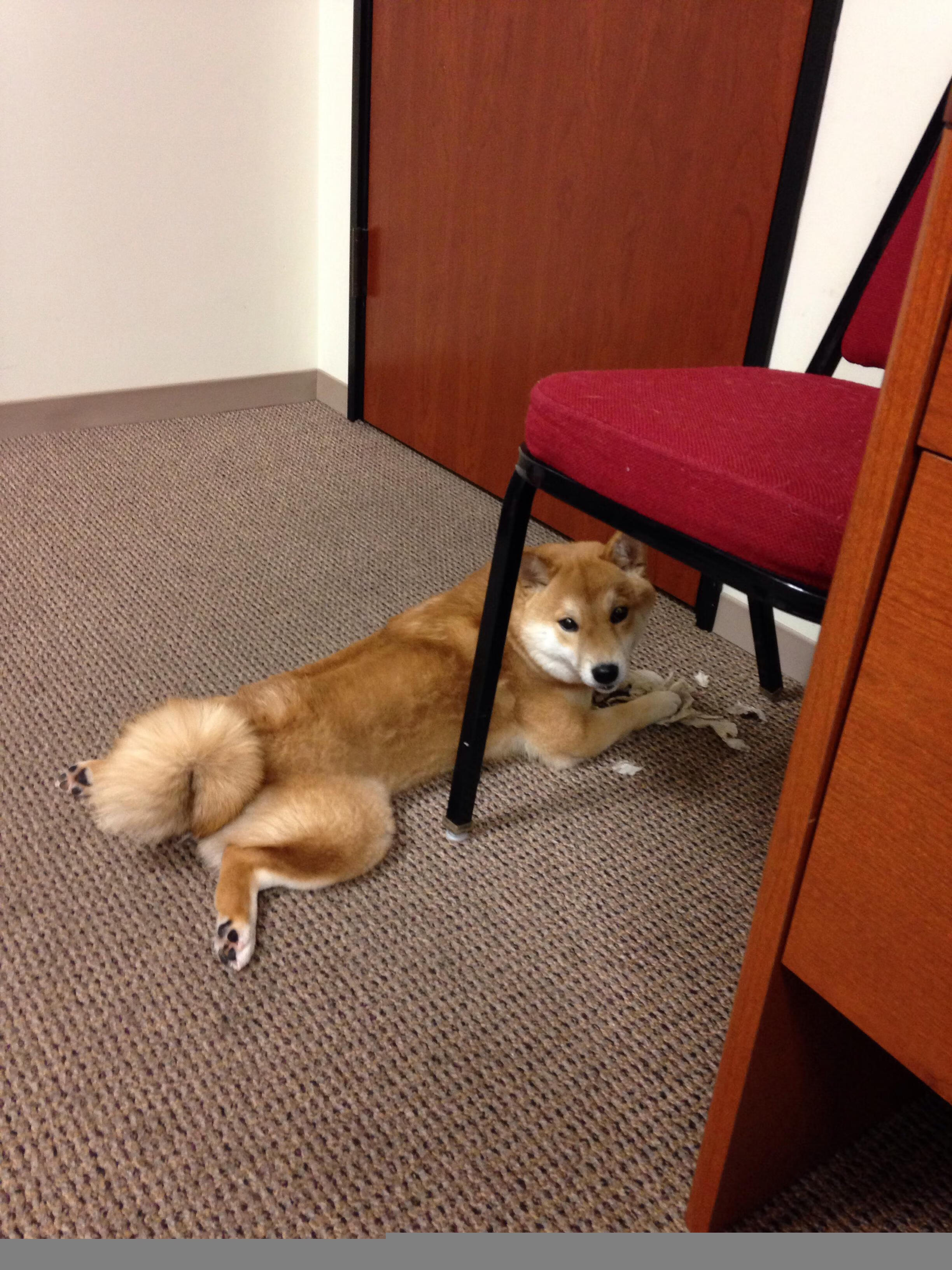 冰与火的交响,芬兰强势晋级背后的蒂亚戈时刻