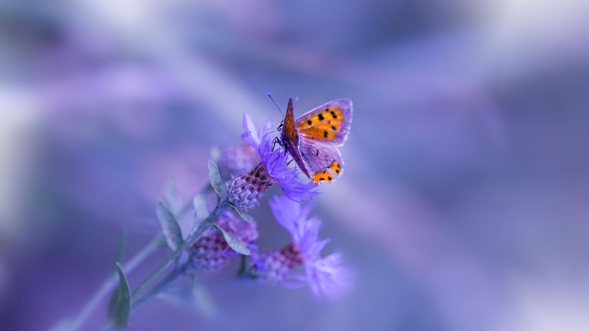 当太极虎遭遇五盾军团，贝林厄姆的火热状态能否照亮绿茵场？